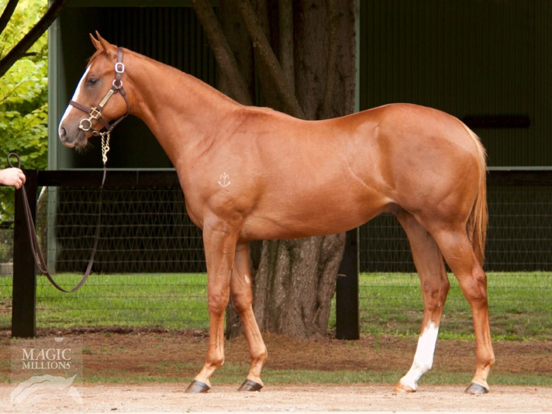 Gold Anthem X Snitzel New