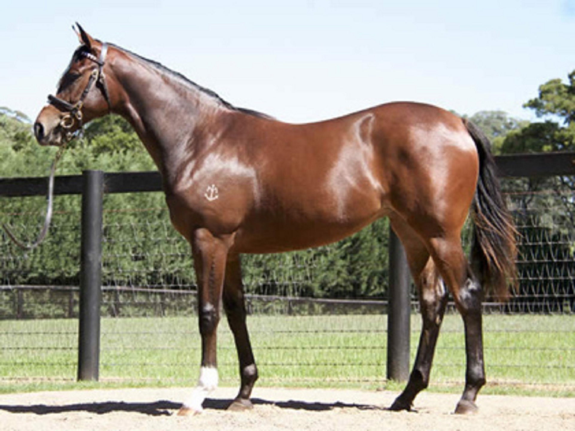 Cheer Leader Yearling 2