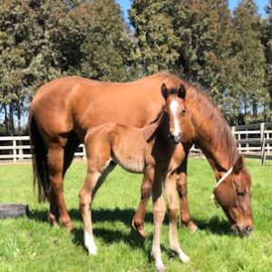 La Dolce Diva X Dundeel Colt